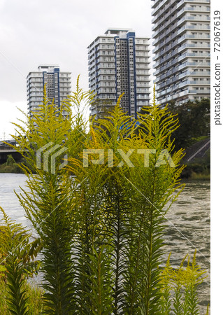 Scenery, photo: Seida Kaawadachisou and high-rise condominium on the Kitakami River promenade 72067619