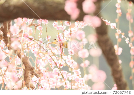 Weeping plum and white-eye @ 2020 Weeping plum and white-eye @ 2020 72067748