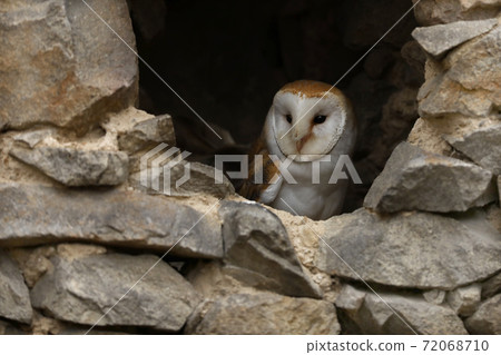 Barn owl looking Out of a Hole in a Stone Wall - Tyto alba Barn owl looking Out of a Hole in a Stone Wall - Tyto alba 72068710