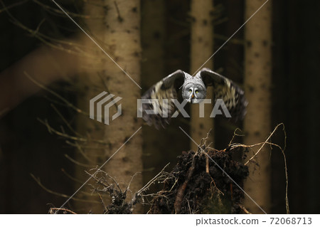 Bird in flight. Great Grey Owl, Strix nebulosa, flying in the dark forest, Wildlife. Bird in flight. Great Grey Owl, Strix nebulosa, flying in the dark forest, Wildlife. 72068713