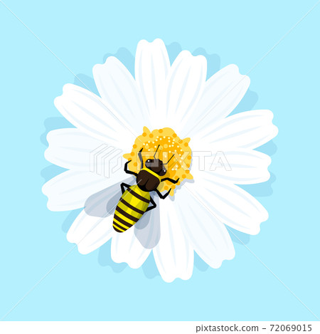 Honey bee is sitting on the flower Honey bee is sitting on the flower 72069015