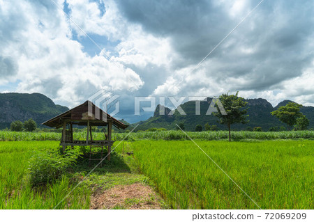 .Old hut in the middle of rice fields 72069209