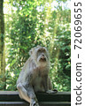A rare monkey poses for a portrait against a sunny forest background 72069655