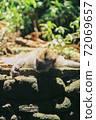 A young ape relaxes lying on the sun-warmed rocks 72069657