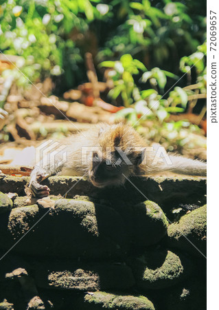 A young ape relaxes lying on the sun-warmed rocks 72069657