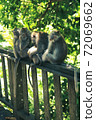 A family of monkeys take care of each other while sitting in the jungle 72069662