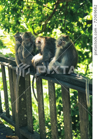A family of monkeys take care of each other while sitting in the jungle A family of monkeys take care of each other while sitting in the jungle 72069662