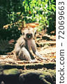 A young monkey with a cute face sits on the sun-warmed rocks 72069663