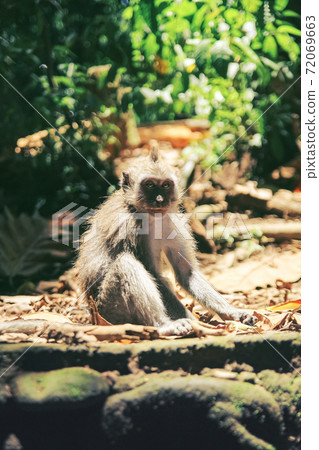 A young monkey with a cute face sits on the sun-warmed rocks A young monkey with a cute face sits on the sun-warmed rocks 72069663