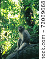 cute monkey sitting on branches in sunny forest 72069668