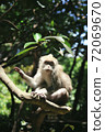 Cute monkey sitting on branches in sunny forest 72069670