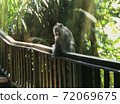A rare monkey poses for a portrait against a sunny forest background 72069675