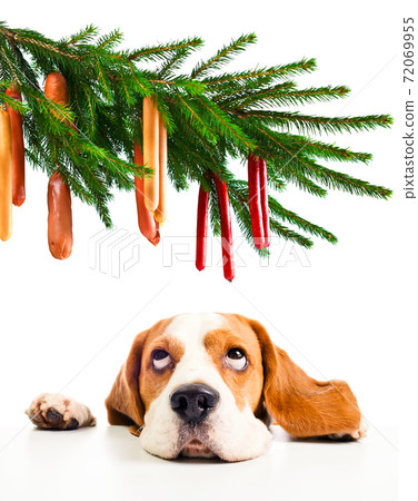 beagle and its Christmas dreams beagle and its Christmas dreams 72069955