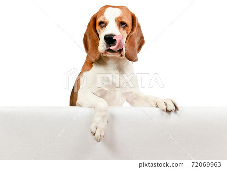 beagle on white background beagle on white background 72069963
