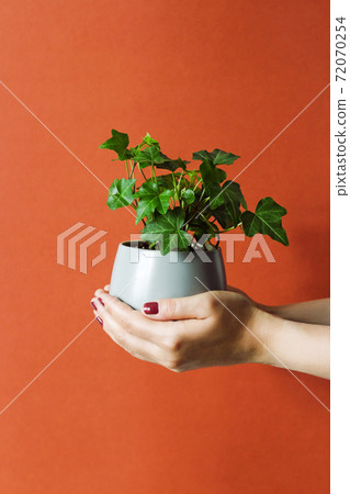 indoor plant in hands on a terracotta background indoor plant in hands on a terracotta background 72070254