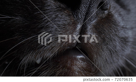 Extreme close-up, detailed. black cat nose. copy space 72070635