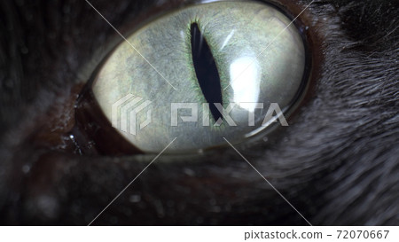 extremely close-up, detailed, green eye of a black cat extremely close-up, detailed, green eye of a black cat 72070667