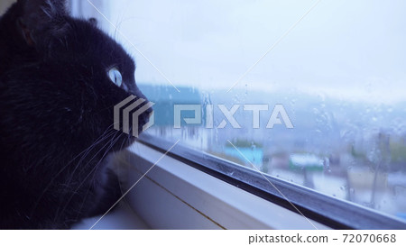 Close-up of the face of a black cat looking out the window behind which it is raining Close-up of the face of a black cat looking out the window behind which it is raining 72070668