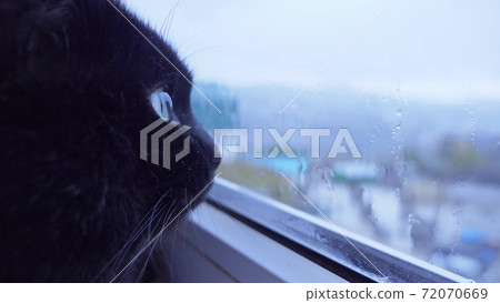 Close-up of the face of a black cat looking out the window behind which it is raining Close-up of the face of a black cat looking out the window behind which it is raining 72070669