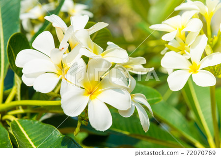 White flowers on plumeria tree White flowers on plumeria tree 72070769