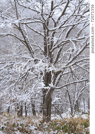Snowy April in Hokkaido, large trees in a thicket of remaining snow, the transition from spring to winter 72071356