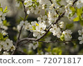 White cherry flowers on spring time. 72071817