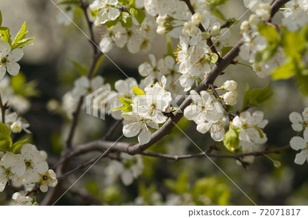 White cherry flowers on spring time. White cherry flowers on spring time. 72071817