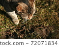 The cat walking on grass. 72071834