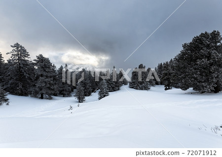 Foggy forest with white snow covered slopes 72071912