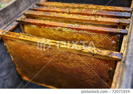 Honey bees on a hive cluster 72071934
