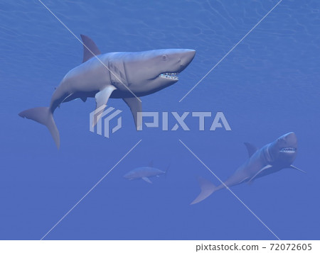 Sharks - 3D render - Stock Illustration [72072605] - PIXTA