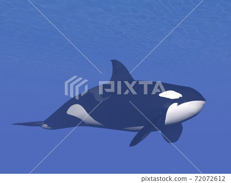Killer whale underwater - 3D render Killer whale underwater - 3D render 72072612