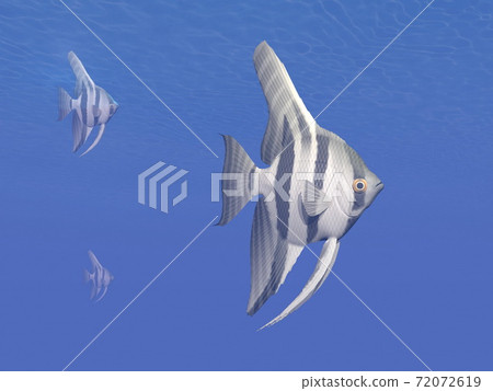 Angelfishes underwater - 3D render 72072619
