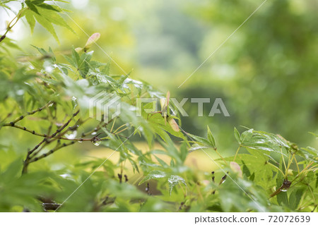 Acer palmatum and seeds 72072639
