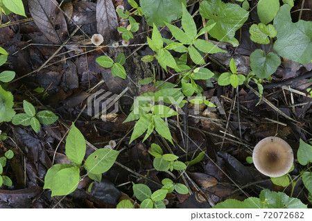 從正上方可以看到Kabairotsurtake,膚色蘑菇 從正上方可以看到Kabairotsurtake,膚色蘑菇 72072682