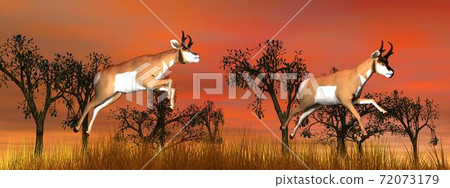 Two pronghorn antelope jumping 72073179
