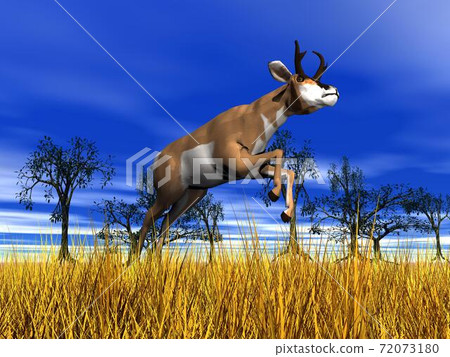 Antelope Jumping