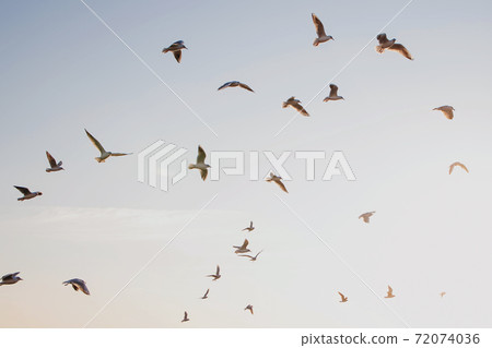 Flock of seagulls over the sunrise sky. Flock of seagulls over the sunrise sky. 72074036