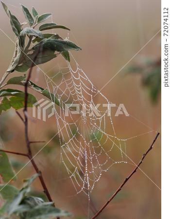 Spider web with dew drops on branch Spider web with dew drops on branch 72074112