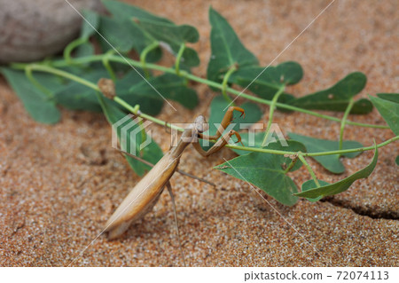 Brown European mantis or Mantis religiosa with green plant on sand Brown European mantis or Mantis religiosa with green plant on sand 72074113