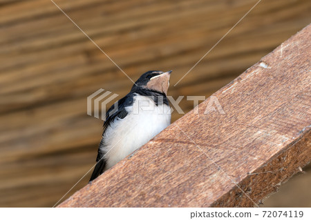 Young bird of swallow sits on wooden beam Young bird of swallow sits on wooden beam 72074119