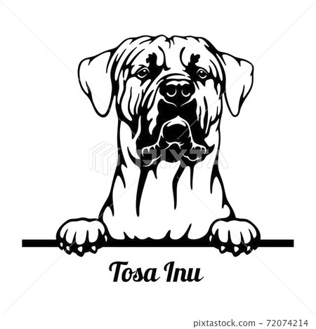 Tosa Inu Peeking Dog - head isolated on white 72074214