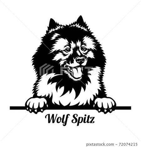 Wolf Spitz Peeking Dog - head isolated on white 72074215