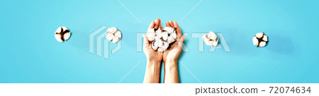 Female hands holding cotton flowers 72074634