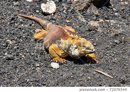 綠鬣蜥（厄瓜多爾加拉帕戈斯群島） 72076544