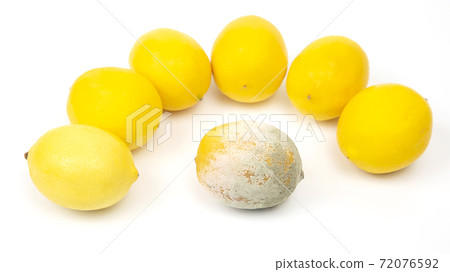 Rotten lemon next to fresh lemons on a white background 72076592