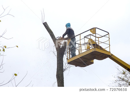 forester worker cuts an old dry tree with a chainsaw forester worker cuts an old dry tree with a chainsaw 72076638