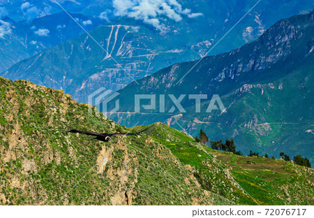 Condor flying in the Qullqa canyon 72076717