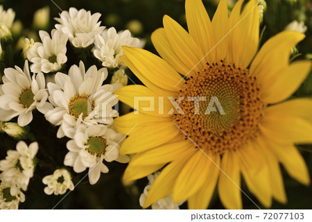 Sunflower and chrysanthemum flowers 72077103