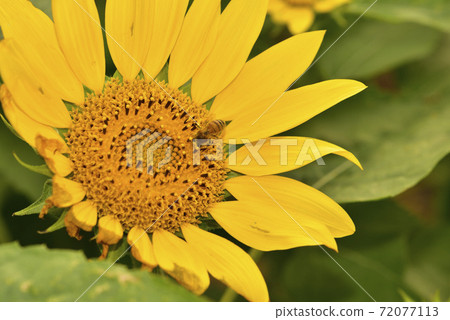 Sunflower 72077113